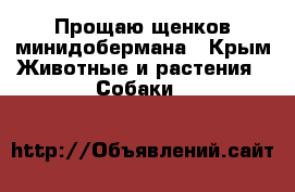 Прощаю щенков минидобермана - Крым Животные и растения » Собаки   